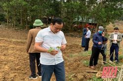 Huyện Như Xuân: Trên 311 ha sắn bị nhiễm bệnh khảm lá