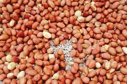 Thêm thao tác cực đơn giản này, lạc rang đỏ đẹp, để cả tháng vẫn giòn, làm món gì cũng ngon