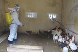 Thanh Hóa nghiêm ngặt phòng, chống dịch cúm gia cầm
