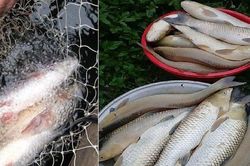 Người dân khốn đốn vì cá chết bất thường trên Sông Mã
