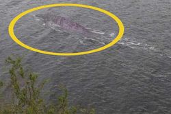 Hé lộ bức ảnh 'đắt giá' nhất về quái vật hồ Loch Ness