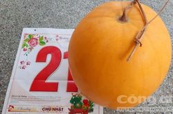 Quả dưa hấu chưng 47 ngày vẫn không hỏng ở Vĩnh Long