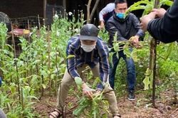 365 cây anh túc cao gần 1 m trong vườn nhà dân ở Hà Nội