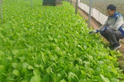 Đa lợi ích từ trồng rau VietGAP