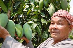 Nhiều trái cây 'độc, lạ' dội chợ