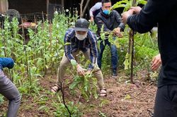 Hà Nội: Phát hiện một hộ dân trồng cây anh túc trong vườn nhà