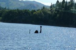 Quái vật hồ Loch Ness chỉ là con cá chình đột biến với kích thước quá khổ?