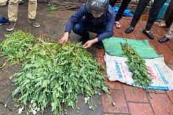 Hà Nội: Phát hiện vườn cây anh túc 'len lỏi' giữa làng hoa Tây Tựu