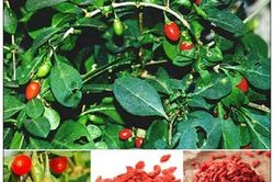 Bài thuốc trị hiếm muộn ở phụ nữ