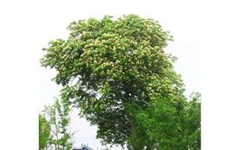 Mùa hoa Bún bên dòng Kiến Giang