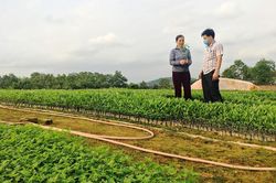 Khá giả nhờ sản xuất giống cây lâm nghiệp