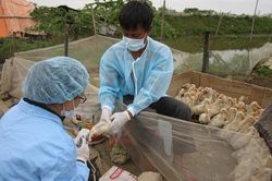 Tăng cường năng lực hệ thống cơ quan quản lý thú y các cấp
