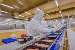 Giá heo hơi hôm nay 23/3: Đồng loạt giảm giá, heo nhập từ Nga vào Việt Nam chiếm gần 53% thị phần