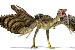 Hóa thạch lông vũ gây tranh cãi của khủng long Archaeopteryx