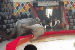 Đang làm xiếc, voi cái bỗng 'hóa điên' rượt đuổi đồng loại, khán giả bỏ chạy tán loạn