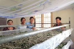 Nông dân Bình Thạnh thu nhập cao từ nghề trồng dâu nuôi tằm