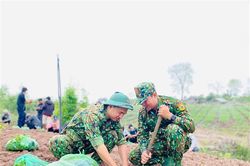 Bộ đội Biên phòng giúp dân trồng cây dược liệu