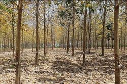 Hơn 1.970 ha cây cao su bị bệnh phấn trắng và héo đen đầu lá