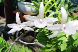 Có thất thu thuế từ 'thương vụ trăm tỷ' lan đột biến?