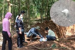 Đang làm rõ nguồn gốc 138 con heo chết chôn trái phép trong vườn cao su