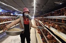 Giá thức ăn chăn nuôi tăng cao: Ngành chăn nuôi thêm sức ép