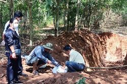 Chủ trại chôn hơn 130 con lợn trong rẫy cao-su khai do chết cháy