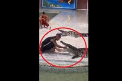 Kinh hoàng cảnh cá sấu bất ngờ ngoạm tay huấn luyện viên khi đang biểu diễn