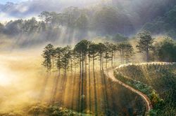 Lâm Đồng cho đấu giá thuê rừng để làm du lịch sinh thái