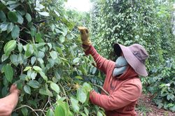 Người nông dân cần thận trọng khi giá thu mua hồ tiêu tăng cao