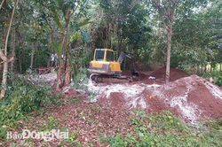 Đồng Nai: Kiểm tra hiện trường vụ chôn lấp trái phép 138 con lợn chết