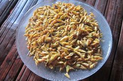 Nhộng muồng - thứ đặc sản không dành cho người nhát gan
