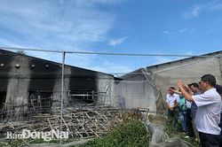 Số heo chôn lấp ở huyện Cẩm Mỹ do bị chết cháy