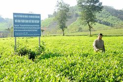 Đảm bảo 'trụ đỡ' bền vững