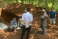 140 con lợn chết nghi do dịch bị lén lút đem chôn