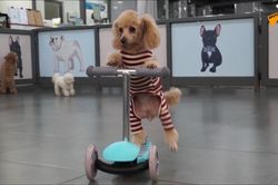 Gặp chú chó poodle tự đi xe tay ga nổi tiếng trên mạng xã hội