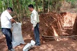 140 con lợn bị chôn giữa lô cao su ở Đồng Nai: UBND huyện Cẩm Mỹ nói gì?