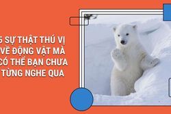 Có ai biết: Lông của gấu Bắc Cực không phải màu trắng