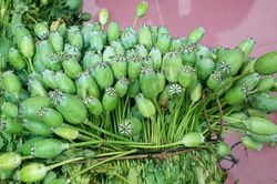 Rao bán công khai quả cây thuốc phiện trên mạng