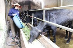 Mê Linh nhân rộng vùng chăn nuôi bò thịt