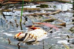 Giải mã nguyên nhân cua chết ở Cà Mau