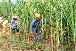 Áp thuế chống bán phá giá có cứu được ngành mía đường?