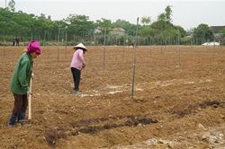 Cam Lộ: Trồng thử nghiệm 3,5 ha cây dược liệu an xoa