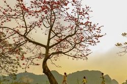 Cây hoa gạo bên hồ Quan Sơn đẹp như tiên cảnh