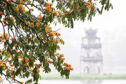 Mùa hoa vàng anh