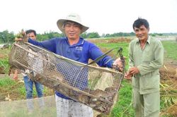 Nhiều ý kiến chung quanh kế hoạch chi gần 30 tỷ đồng diệt chuột