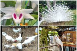 Không chỉ lan, còn nhiều sản phẩm đột biến đắt đại gia không ngại 'dốc ví'