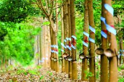 Tập đoàn Cao su Việt Nam giải trình lãi ròng giảm hơn 500 tỷ đồng sau kiểm toán