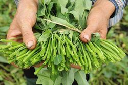 Ăn rau muống nhất định phải nhớ kĩ những điều này kẻo 'rước' bệnh vào người