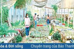 Thành công từ sen đá, xương rồng