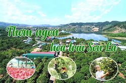 Thơm ngon hoa trái Sơn La
